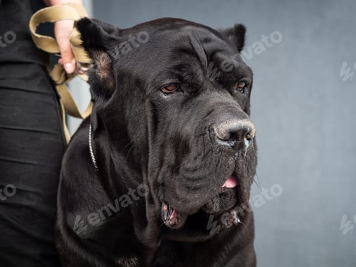 Preview: Outdoor portrait of pedigree pure breed dog Cane Corso.