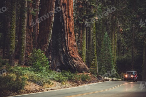 Preview: Giant Sequoia Generals Highway