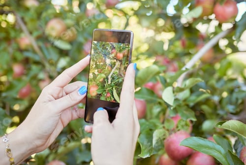 Preview: Closeup of unknown apple farmer using cellphone to photograph apple trees on farm. Woman sharing pi