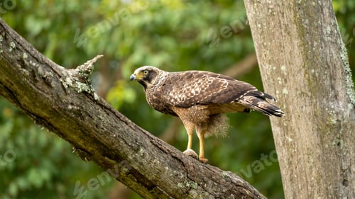 Preview: Crested serpent eagle Spilornis cheela with a caught snake on a tree branch