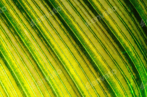 Preview: leaf abstract
