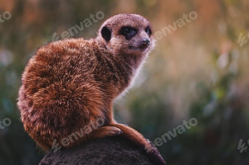 Preview: Meerkat sits on a rock with a blurred natural background