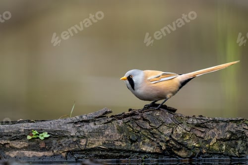 Preview: Closeup of a bearded reedling (Panurus biarmicus) perched on a log
