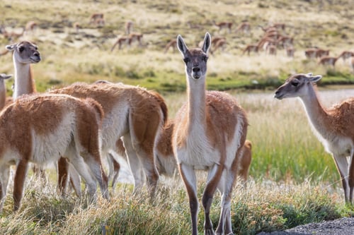 Preview: Guanaco