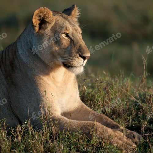 Preview: Lioness at the Serengeti National Park, Tanzania, Africa