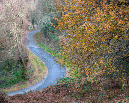Preview: Rural road meanders between autumnal forests and ancient oak trees