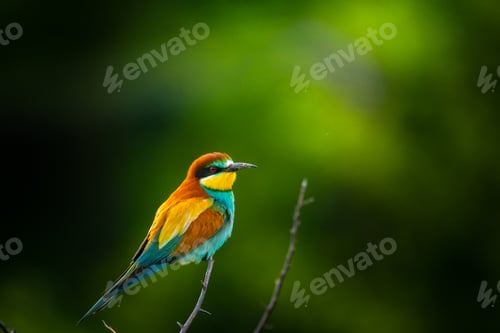 Preview: European bee-eater , Merops apiaster