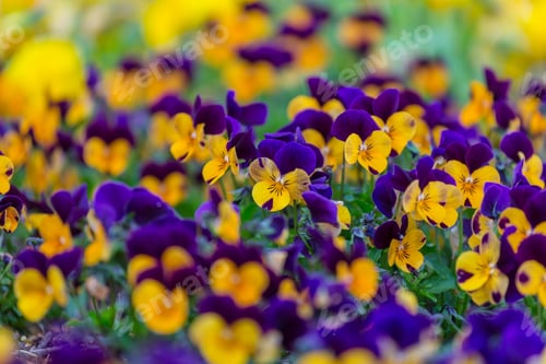 Preview: Spring flowers