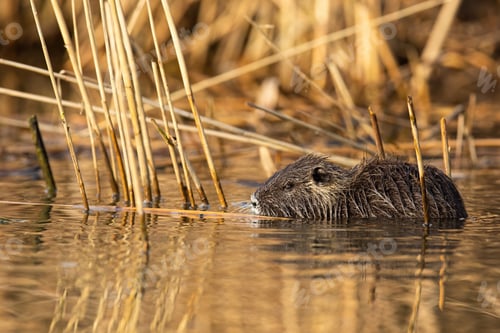 Preview: Calm nutria swimming in marsh in summer nature