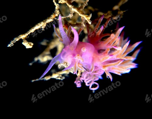 Preview: Purple-pink nudibranch