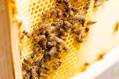 Preview: Beekeeping