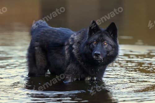 Preview: A black wolfdog with yellow eyes is standing in the water.