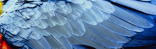 Preview: close up of Macaw wing feathers Caribbean