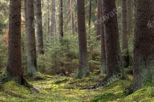 Preview: darkness, forest, horror, spooky