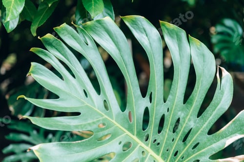 Preview: Big green Monsterra leaf, beautiful natural background. Close up