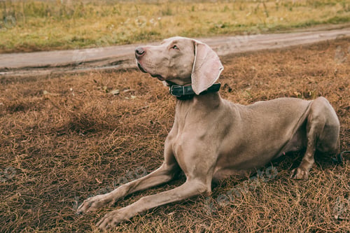Preview: Hunting dog lying on a grass on a road and looking at something