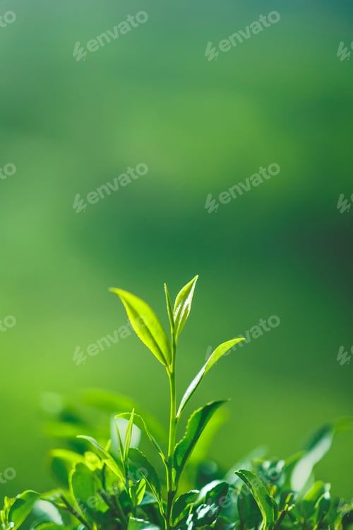Preview: Tea Bud and Leaves on Tea Plantations