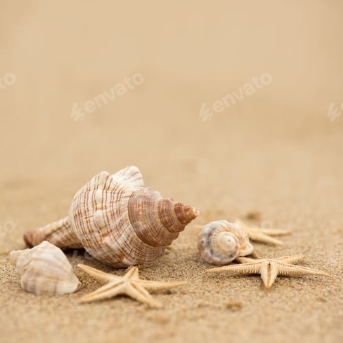 Preview: Sea shell