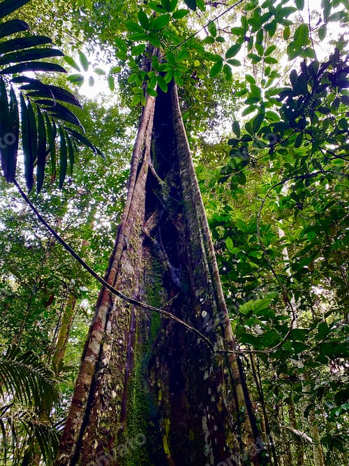 Preview: Jungle tree