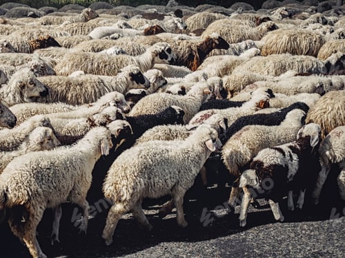 Preview: herd of black and white sheep walking on road, Armenia