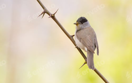 Preview: Blackcap, Sylvia atricapilla. Morning in the forest, a male bird sits on a tree branch and sings