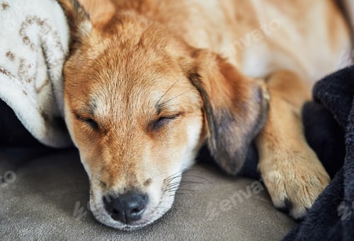Preview: Cute red-haired dog with hanging ears sleeps on a sofa on a blanket