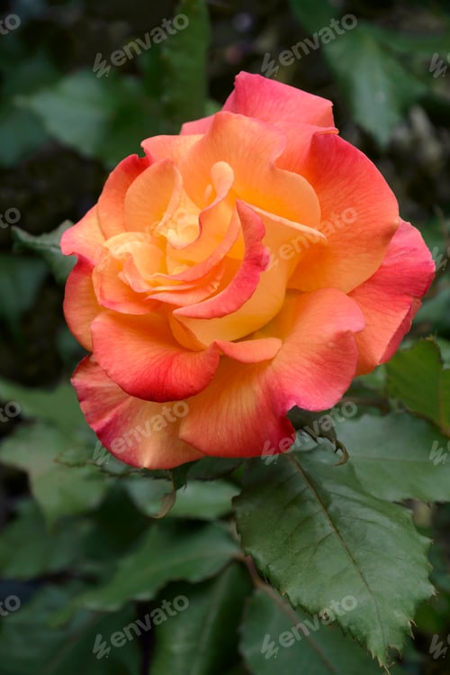 Preview: Close Up Image Of Hybrid Rose Flower (Rosa)