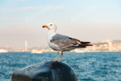 Preview: Seagull bird standing on the seashore rock in Istanbul.