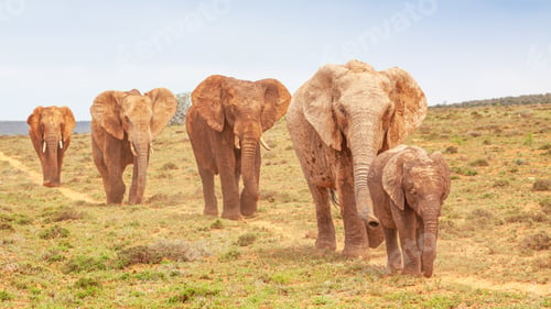 Preview: An Elephant Procession in Addo