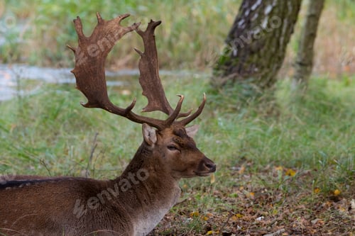 Preview: closeup head deer in the wild nature in the netherlands