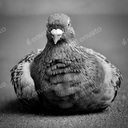 Preview: Black and white pigeon portrait close-up