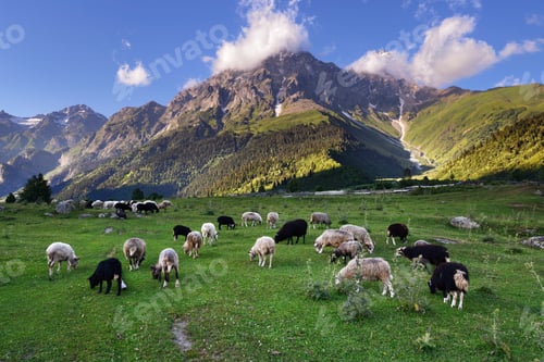 Preview: Sheep grazing, Mazeri Village Area, Usba Mountain in background, Caucasus, Svaneti, Georgia