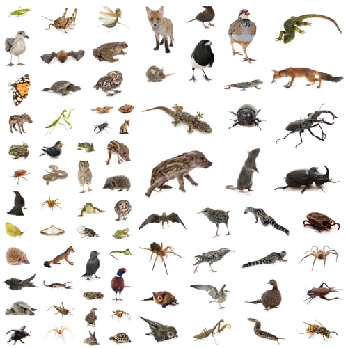 Preview: european wildlife in studio