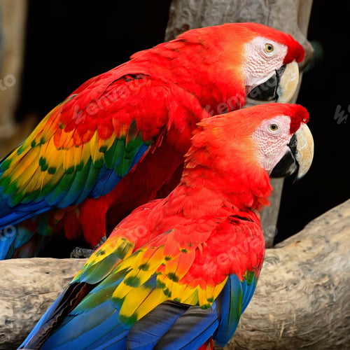 Preview: Scarlet Macaw