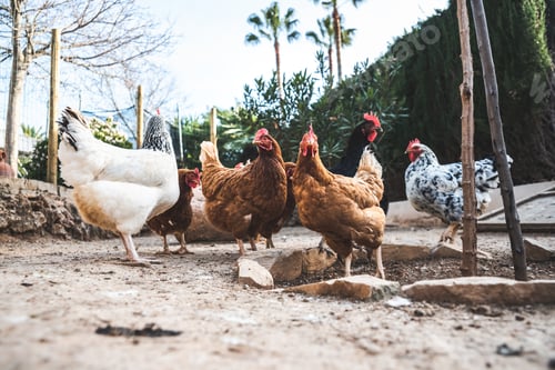 Preview: Hens pecking at the soil of an ecological farm to lay boar eggs.