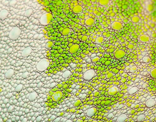 Preview: Close-up of Four-horned Chameleon skin, Chamaeleo quadricornis