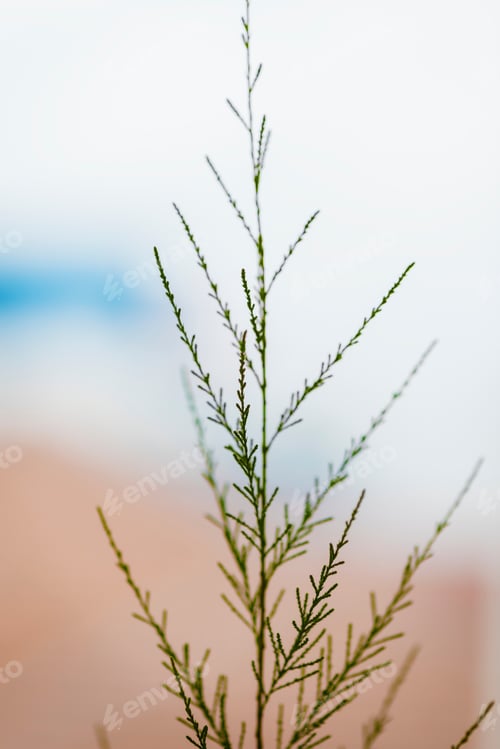 Preview: Minimal Christmas tree branch