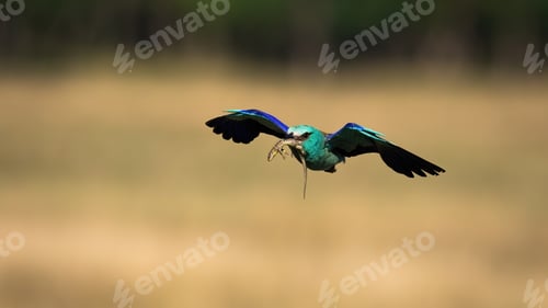 Preview: Colorful european roller flying and holding killed lizard in it beak in spring