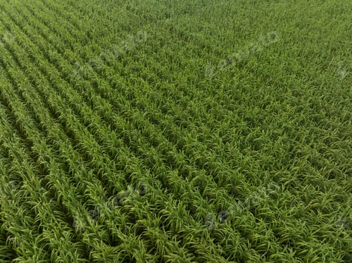 Preview: Aerial view of sugarcane plants growing at field
