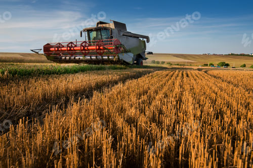 Preview: harvester cutting stalks after harvest, in the field, stubble patterns in foreground, wide angle