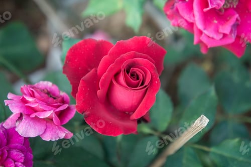 Preview: red roses flowers in the garden ,beautiful flowers