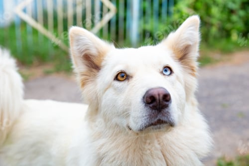 Preview: Close-up portrait of a white dog with heterochromia looking at the camera.