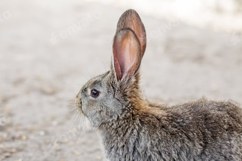 Preview: Close-Up Side Profile of Brown Rabbit. Agritourism.