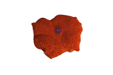 Preview: Bright Orange Discosoma Mushroom Coral