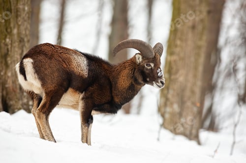 Preview: Mouflon ram standing and watching in forest in wintertime
