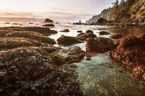 Preview: Olympic coast