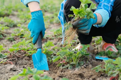 Preview: Spring garden, hands of woman in gloves with garden tools plant strawberry bushes in soil