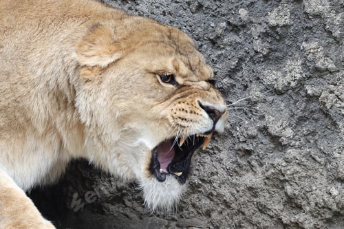 Preview: An agressive lioness (Panthera Leo)