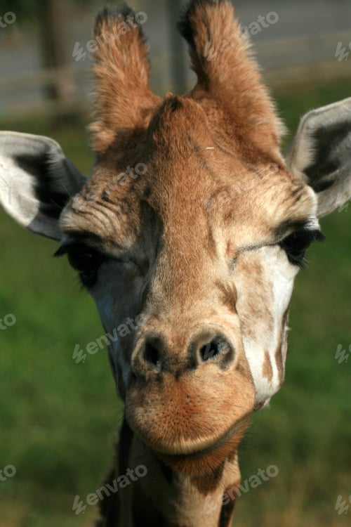 Preview: Giraffe - Vancouver Zoo, Canada