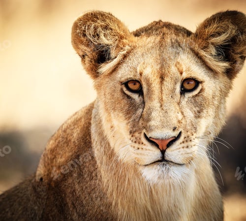 Preview: Best wildlife experiences in the world